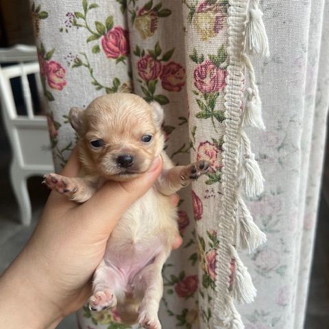 Femelles chihuahua à poil long #4