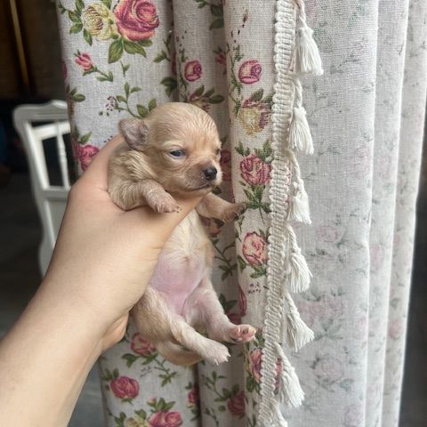 Femelles chihuahua à poil long #5