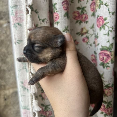 Femelles chihuahua à poil long #6