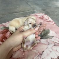 Femelles chihuahua à poil long #0