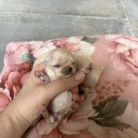 Femelles chihuahua à poil long #3