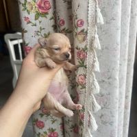 Femelles chihuahua à poil long #5