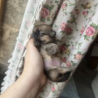 Femelles chihuahua à poil long #7