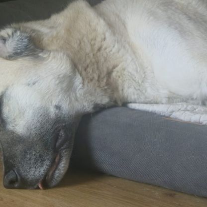 Chien berger d'anatolie à donner