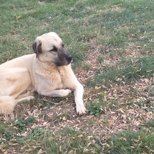 Chien berger d'anatolie à donner #5