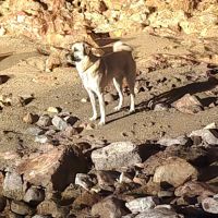 Chien berger d'anatolie à donner #3