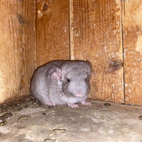 Vend chinchilla mâle gris clair