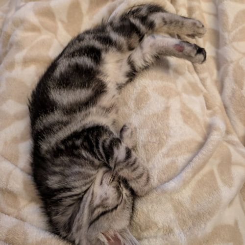 Papayou à la réservation #4