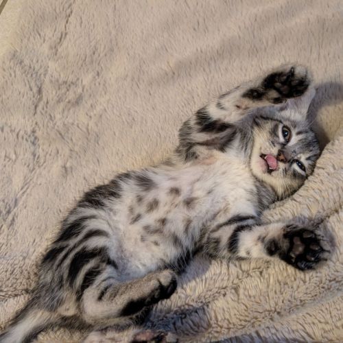 Papayou à la réservation #5