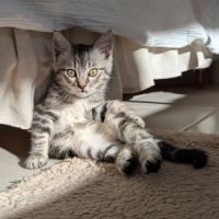 Papayou à la réservation #2