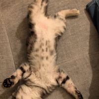 Papayou à la réservation #3