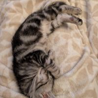 Papayou à la réservation #4