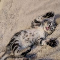 Papayou à la réservation #5