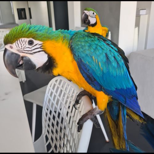 Bébé femelle ara ararauna