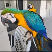 Bébé femelle ara ararauna #0