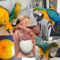 Bébé femelle ara ararauna #3