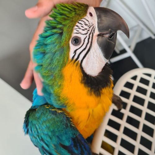 Bébé femelle ara ararauna #1