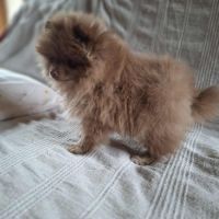 Une adorable femelle spitz naine / petite