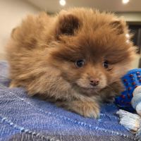 Une adorable femelle spitz naine / petite #3