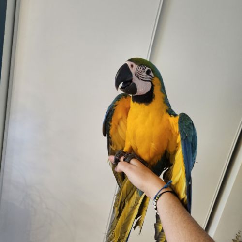 Ara ararauna femelles #2