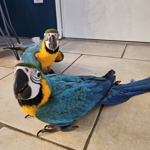 Ara ararauna femelles #3