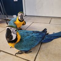 Ara ararauna femelles #3