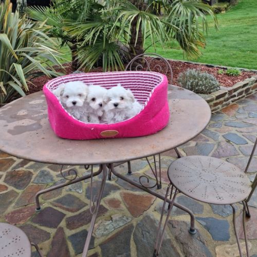 Chiots bichon maltais #2