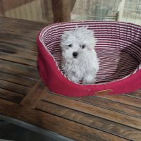 Chiots bichon maltais