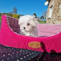 Chiots bichon maltais #3