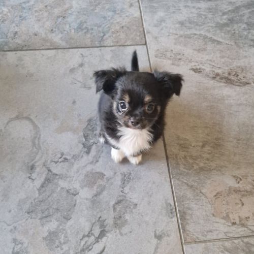 Superbe petit mâle chihuahua dépt 86 #3