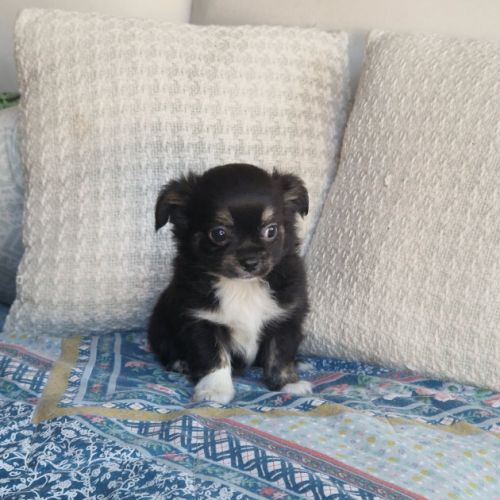 Superbe petit mâle chihuahua dépt 86 #4