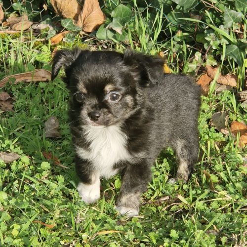 Superbe petit mâle chihuahua dépt 86 #6