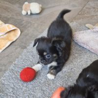 Superbe petit mâle chihuahua dépt 86 #1