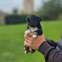 Superbe petit mâle chihuahua dépt 86