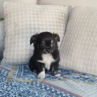 Superbe petit mâle chihuahua dépt 86 #4