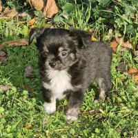 Superbe petit mâle chihuahua dépt 86 #6