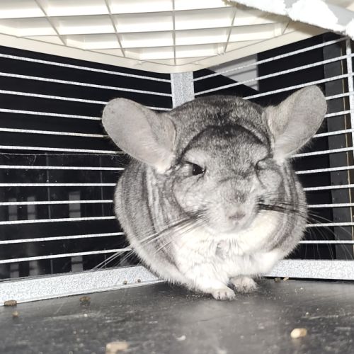 Male chinchilla