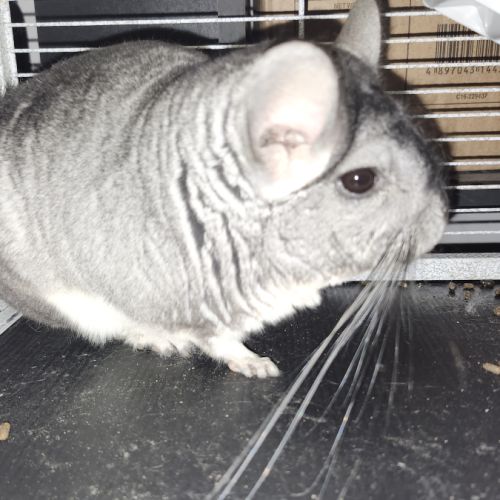 Male chinchilla #2