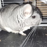 Male chinchilla #2