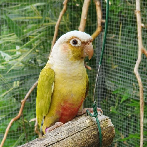 Conure molinae cinnamon