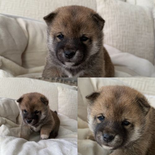 Mame shiba inu roux&lignée japonaise, mini gabarit #1