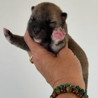 Mame shiba inu roux&lignée japonaise, mini gabarit #1