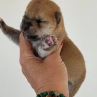 Mame shiba inu roux&lignée japonaise, mini gabarit #2