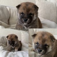 Mame shiba inu roux&lignée japonaise, mini gabarit #1