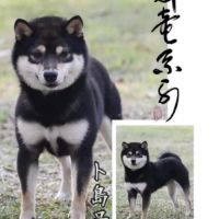 Mame shiba inu roux&lignée japonaise, mini gabarit