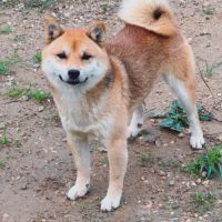 Mame shiba inu roux&lignée japonaise, mini gabarit #4