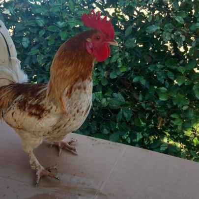 Coqs nains race chabot a vendre #2