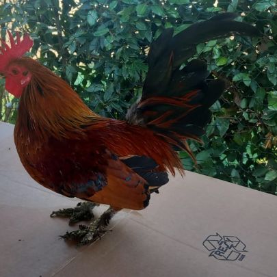 Coqs nains race chabot a vendre #3