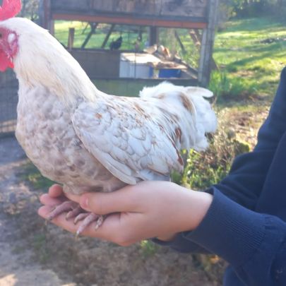 Coqs nains race chabot a vendre #0