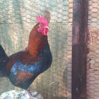 Coqs nains race chabot a vendre #1